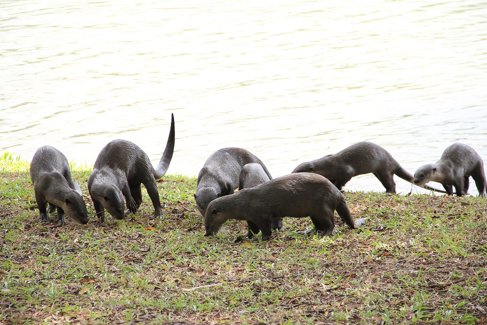 Un groupe de cinq loutres sorties de l'eau sur la berge herbeuse du lac de Jurong