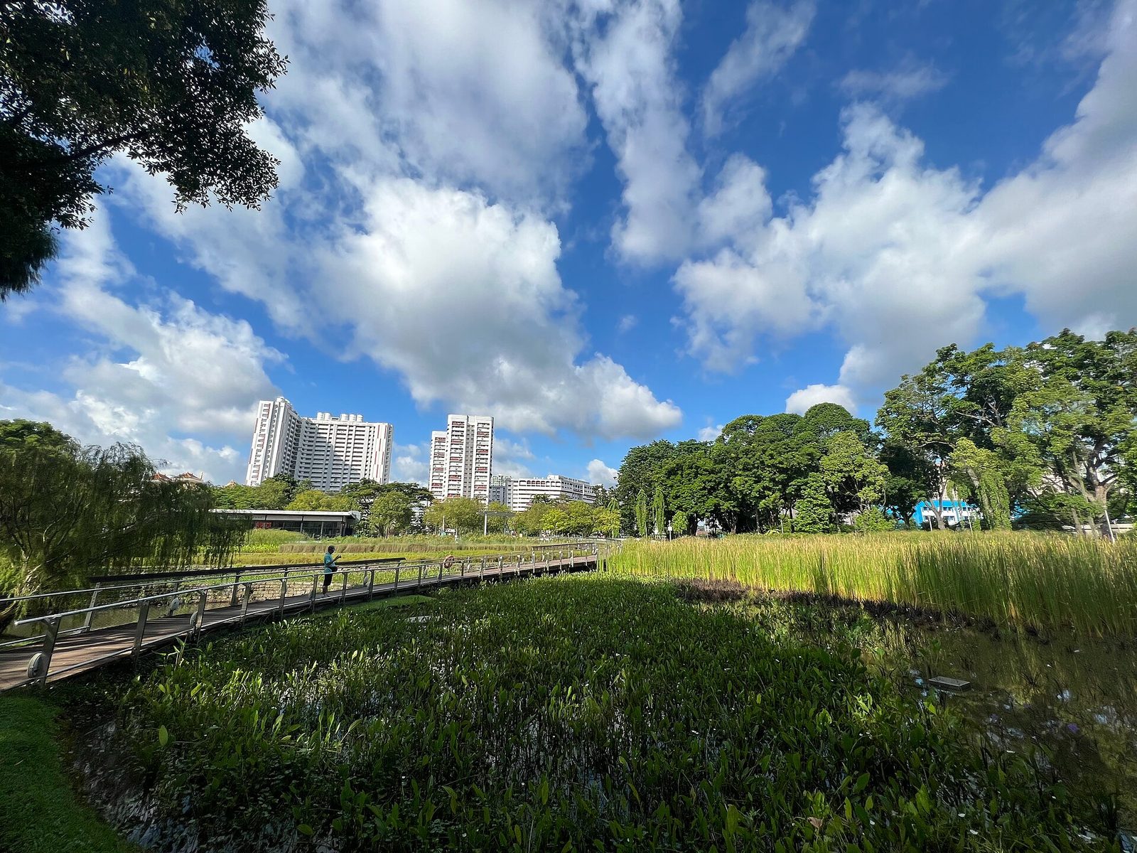 Étangs et jardins du parc Bishan-Ang Mo Kio sous un ciel bleu, avec des immeubles au loin
