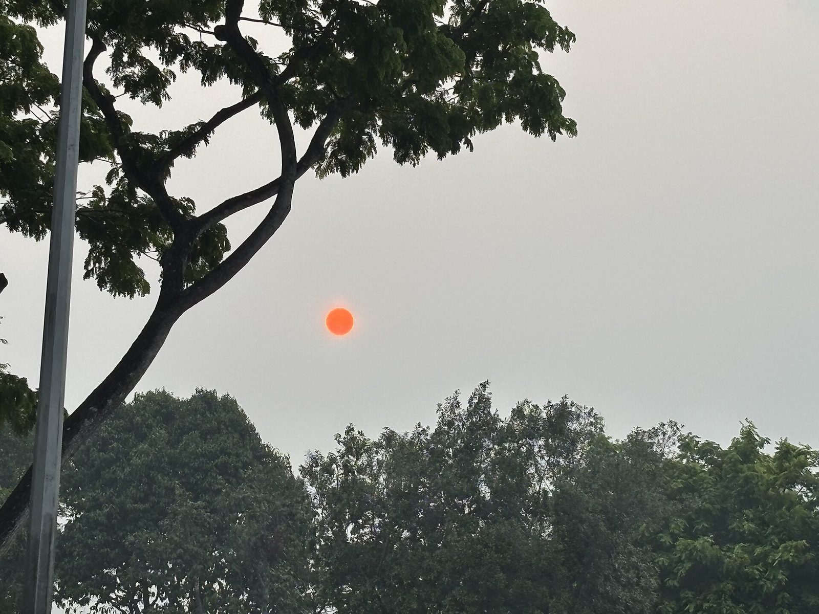 Le soleil, réduit à un disque orange, dans un ciel gris de brume au-dessus des arbres