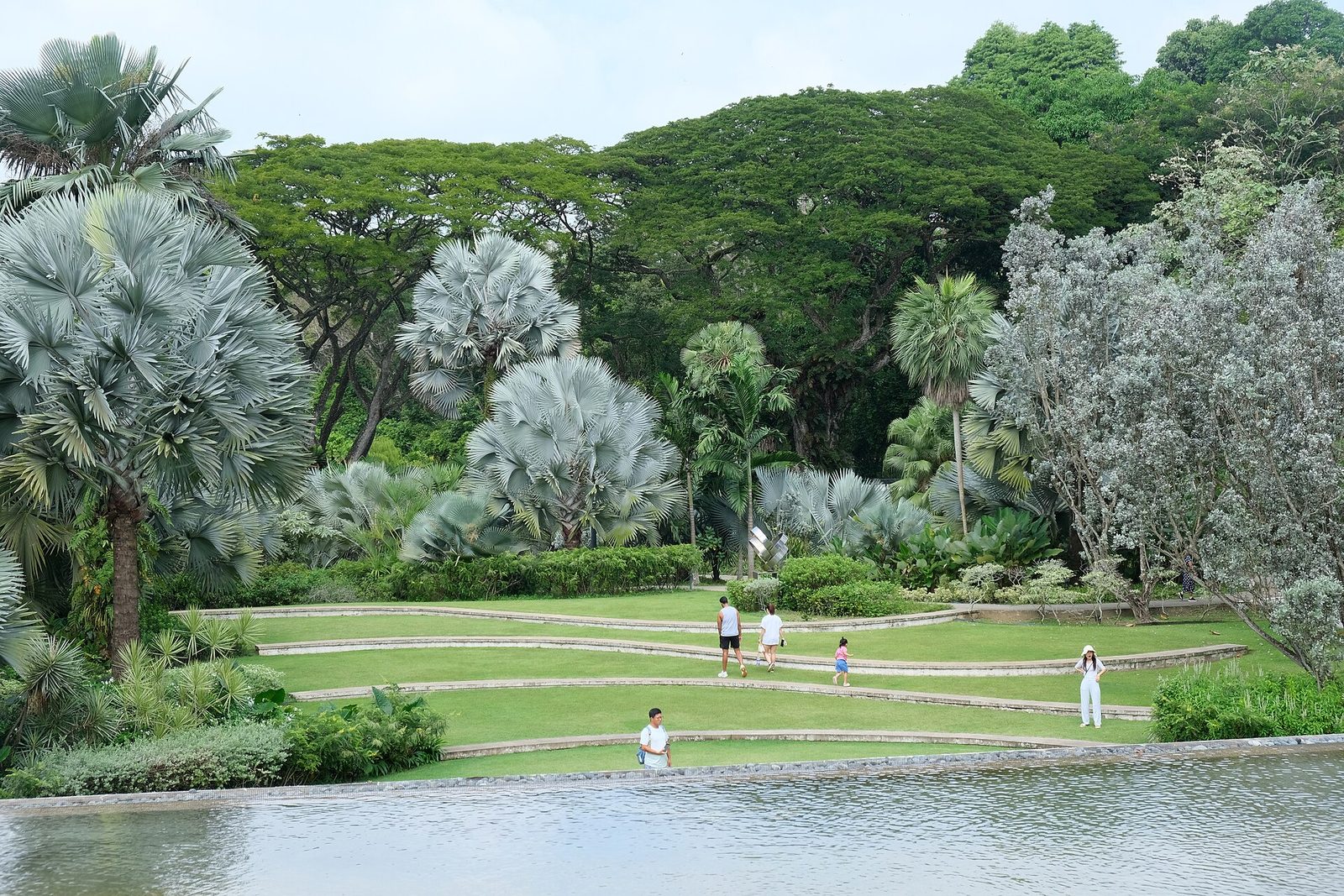 Pelouses en terrasses et palmiers argentés du Silver Garden de HortPark, au bord d'un bassin
