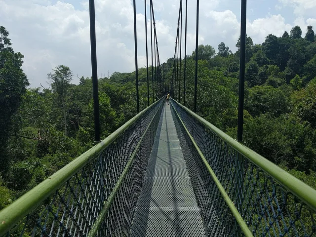 Le TreeTop Walk de MacRitchie