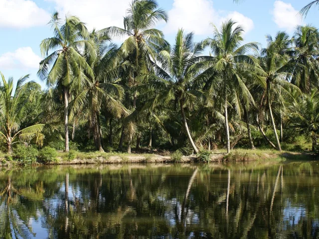 Cocotiers de Pulau Ubin