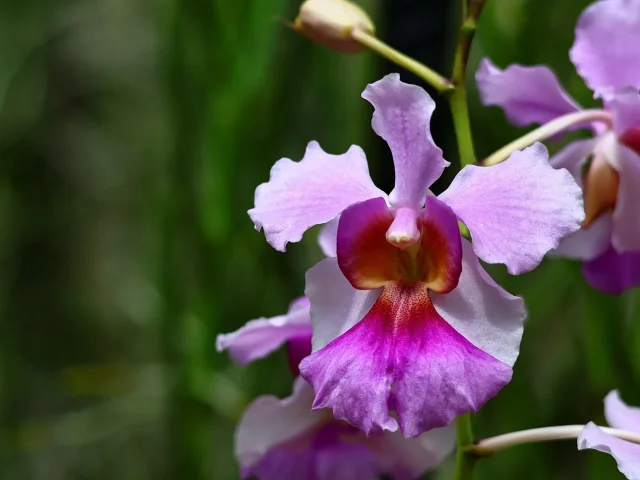 Vanda Miss Joaquim, fleur nationale