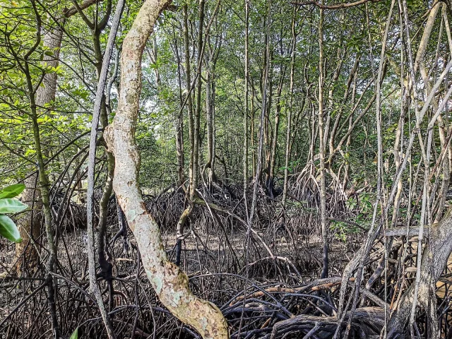 Mangrove de Sungei Buloh