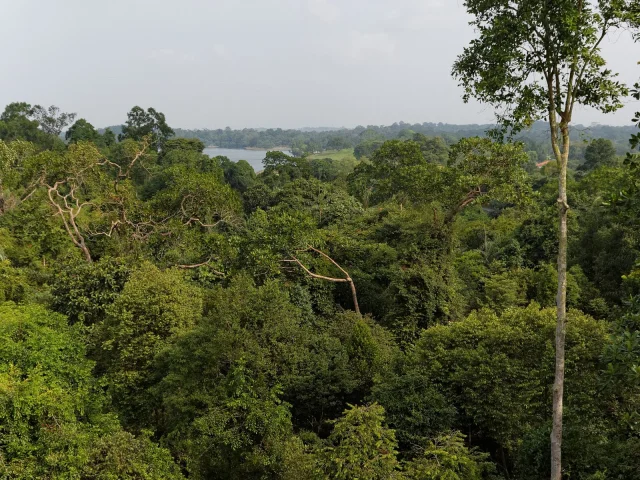 La canopée de MacRitchie