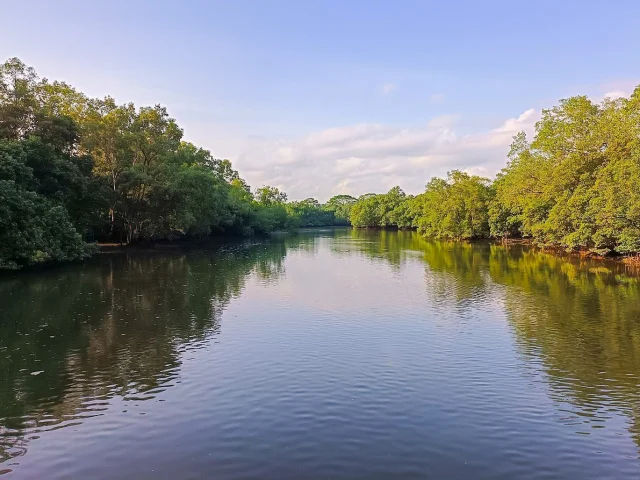 Bras d'eau à Sungei Buloh