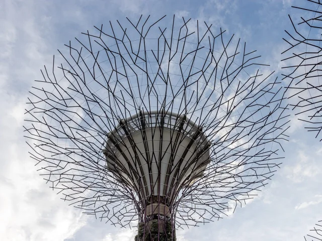 Un Supertree vu d'en dessous
