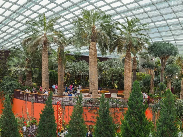 Les palmiers du Flower Dome