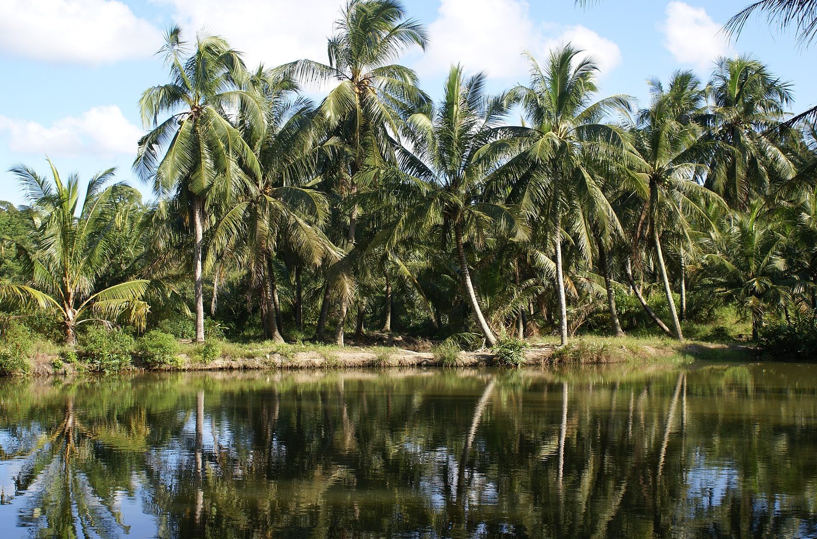 Cocotiers de Pulau Ubin