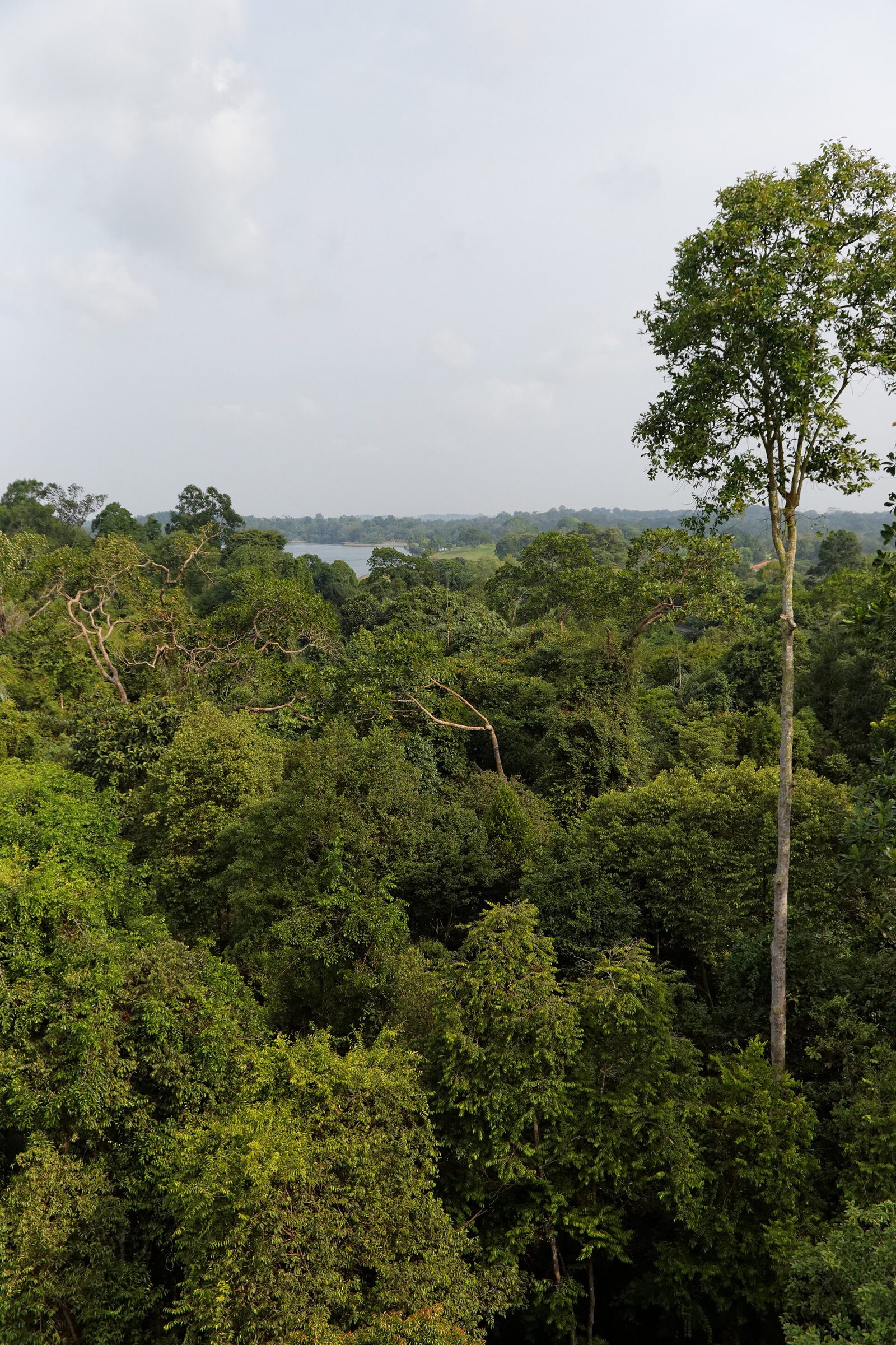 La canopée de MacRitchie