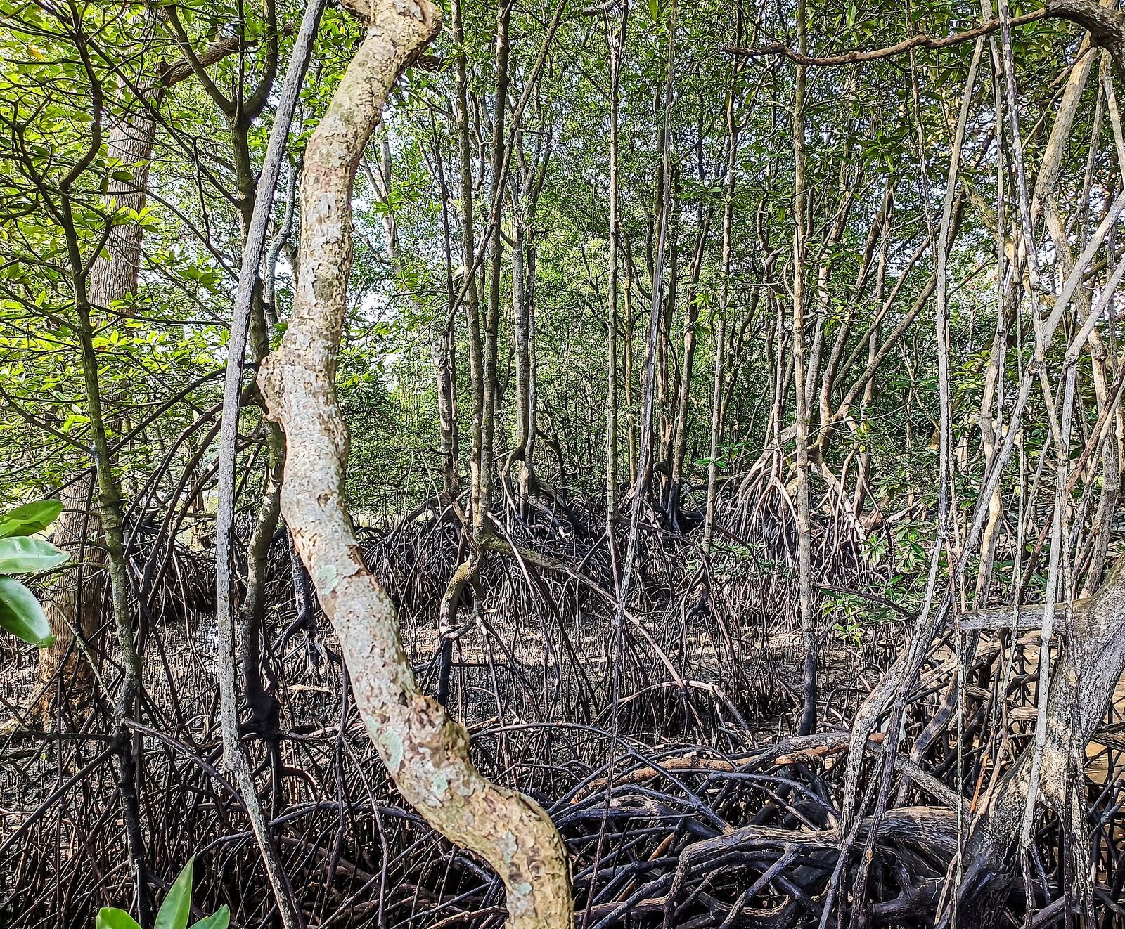 Mangrove de Sungei Buloh