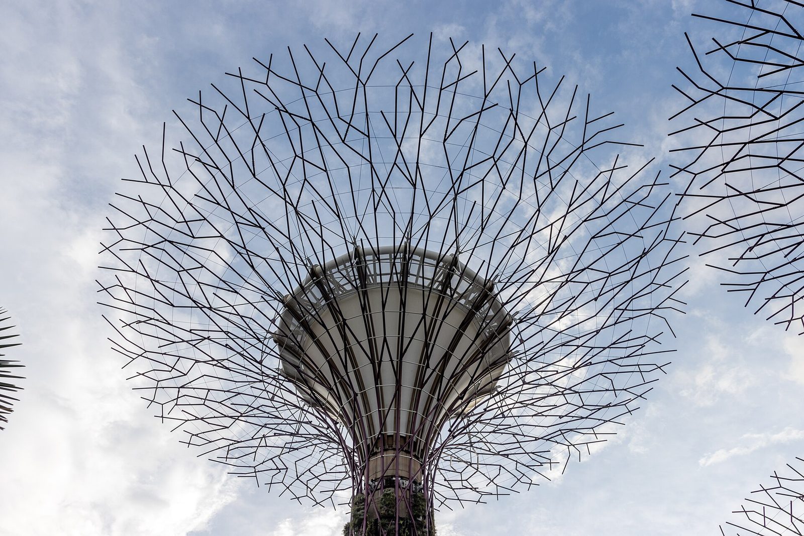 Un Supertree vu d'en dessous