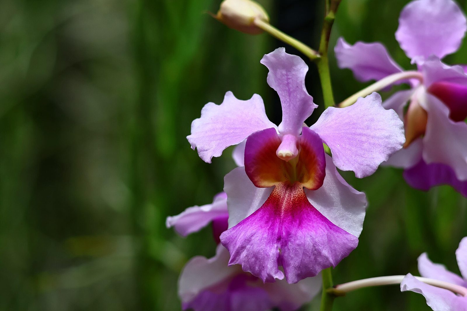 Vanda Miss Joaquim, fleur nationale